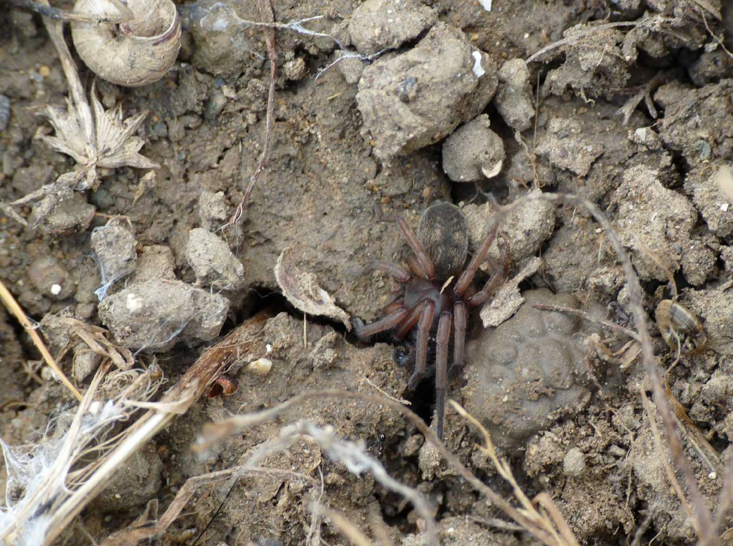 Gnaphosidae: probabile Haplodrassus sp.